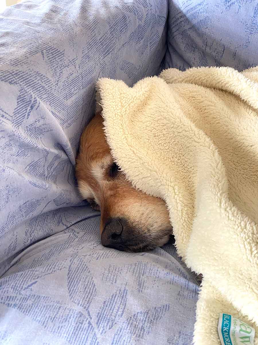 Dozer buried under blanket on sofa
