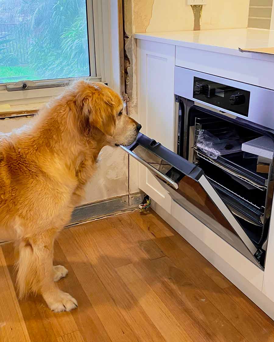 Dozer checking out new kitchen oven