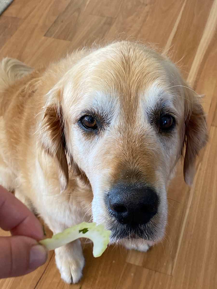 Dozer unimpressed with celery