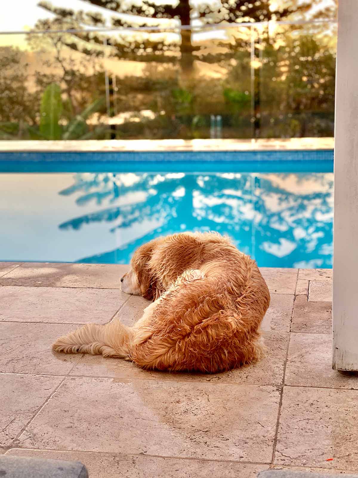 Dozer lying by pool