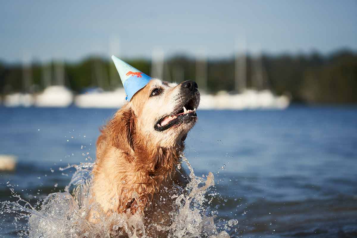 Dozer golden retriever dog birthday party - Drip Dog Birthday Cake
