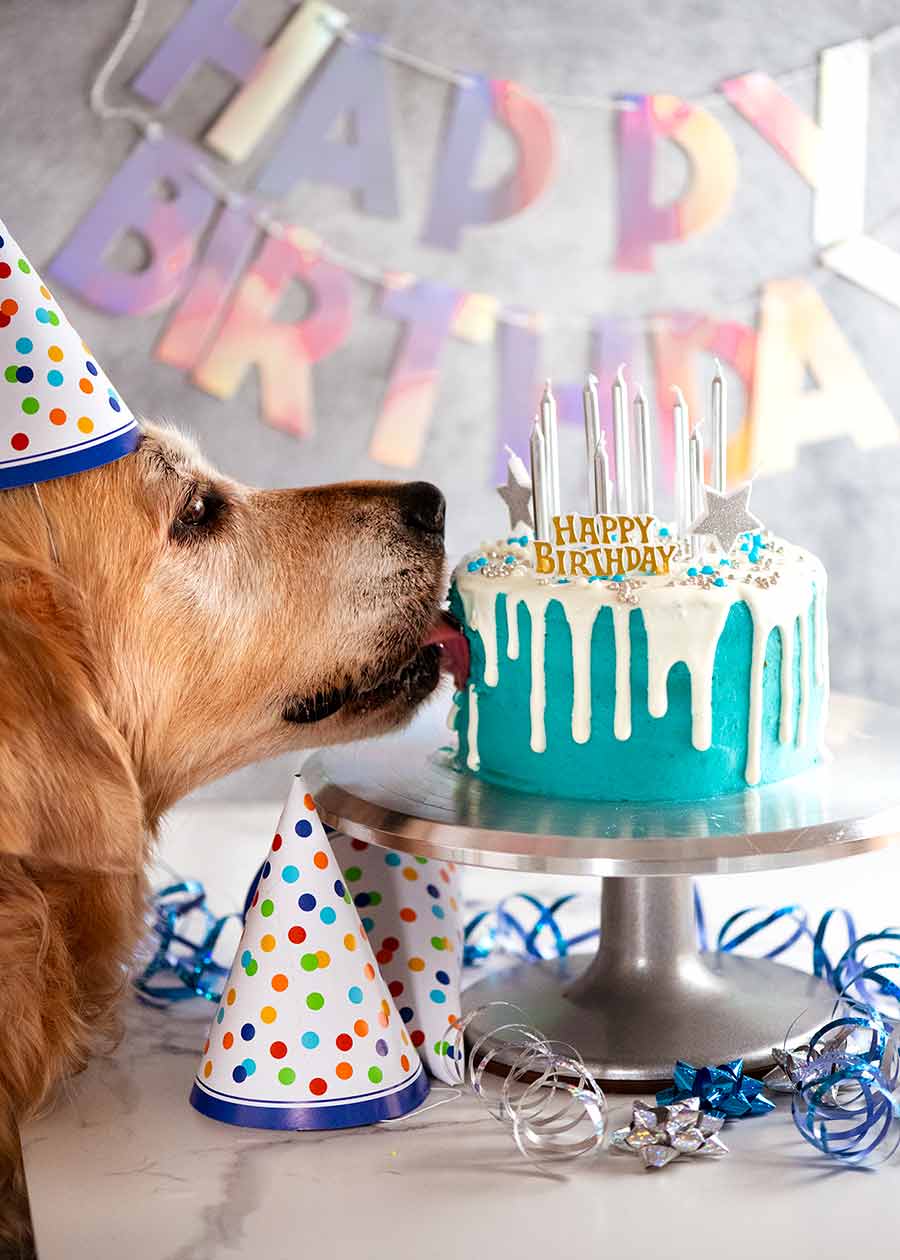 Drip Dog Birthday Cake - Dozer turns 9!