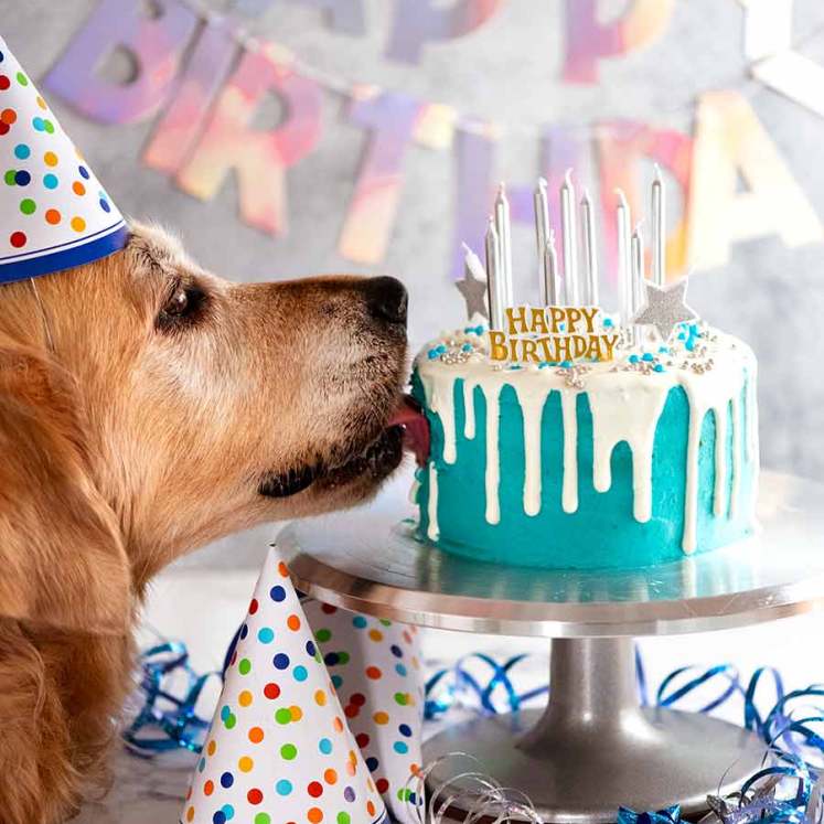 Dozer licking his Drip dog birthday cake