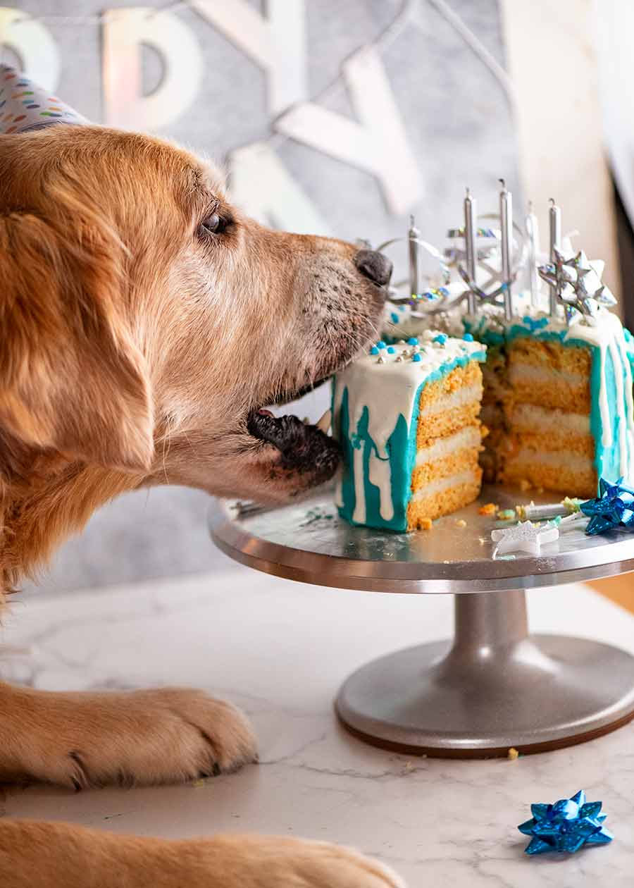 Dozer eating his dog birthday cake