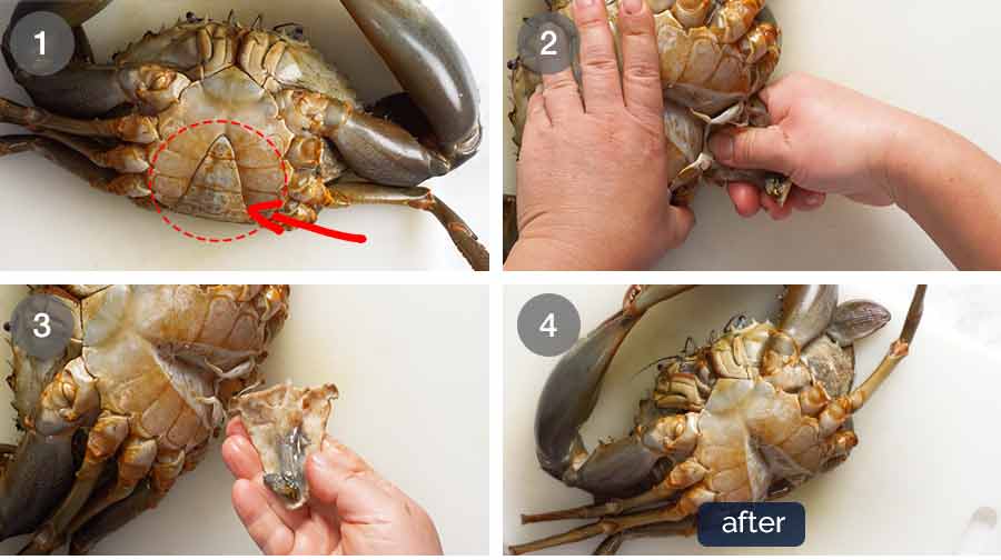 Cleaning and preparing crab template 2 How to clean and cut a whole crab