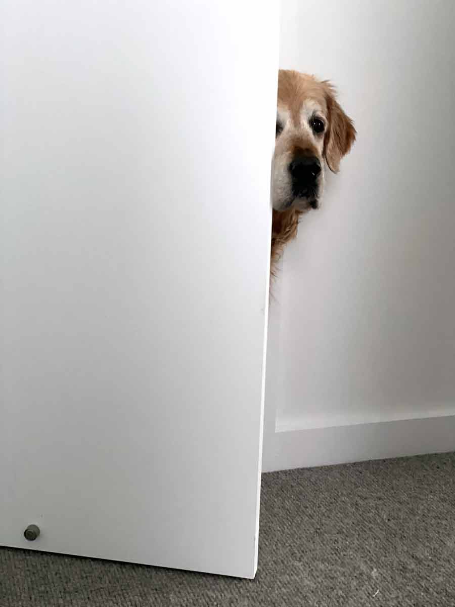Dozer peeking around the door