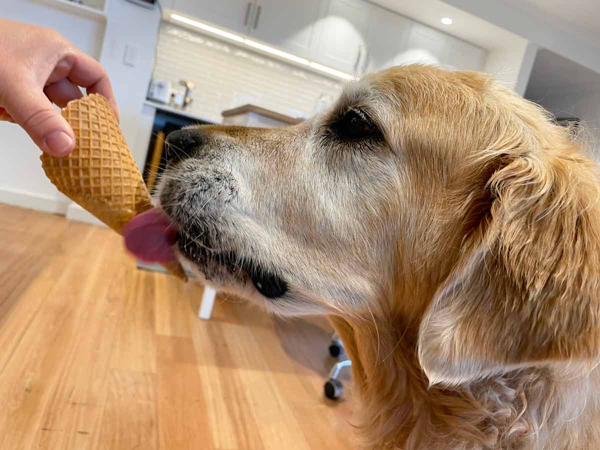 Dozer enjoying an ice cream cone